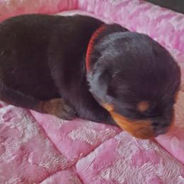 Rottweiler puppies from Rottie Mama