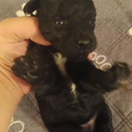 Girl four - Black female Poodle puppy in East Providence, Rhode Island from Marta's Cavaliers