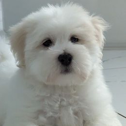 Boy 2 - Coton de Tulear puppy in Florida from Sweet and Fun Cotons