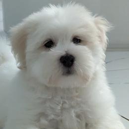 Boy 2 - Coton de Tulear puppy in Florida from Sweet and Fun Cotons