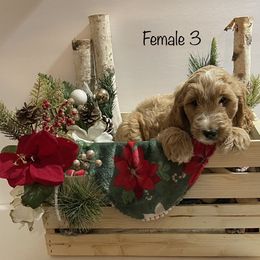Goldendoodles and Poodles from Painted Rose Poodles and Doodles