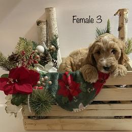 Goldendoodles and Poodles from Painted Rose Poodles and Doodles