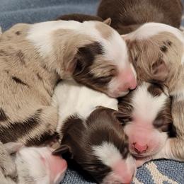 Border Collie Puppies from Borderline Kennels