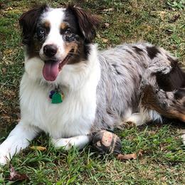 Australian Shepherds from Greywood Farm Aussies