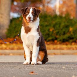 Miniature American Shepherd Puppies from TaraFox Miniature American Shepherds