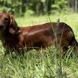 Dachshunds and Miniature Australian Shepherds from Kelsey Humphrey