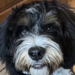 Aussiedoodles and Australian Mountain Doodles from Little Puppy Co.