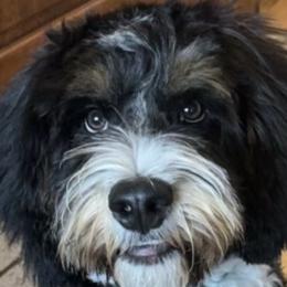 Aussiedoodles and Australian Mountain Doodles from Little Puppy Co.