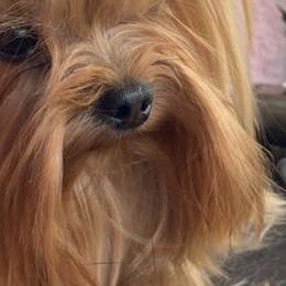 French Bulldogs and Yorkshire Terriers from Diamond Doll Yorkies