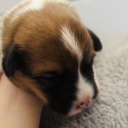 American Corgi Puppies from Montgomery Corgis