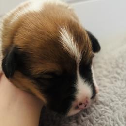 American Corgi Puppies from Montgomery Corgis
