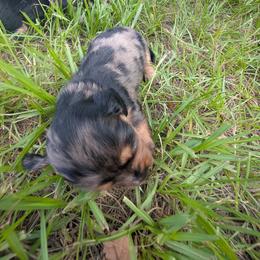 Pink collar - Dapple female Dachshund puppy in Eustis, Florida from K8’s Dachshunds