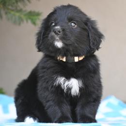 Stigge-Cream Collar Boy - male Golden Mountain Dog puppy in Loveland, Colorado from Grateful Bernese & Gage's Goldens