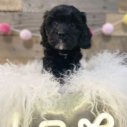 Cavalier King Charles Spaniel and Cavapoo Puppies from K’s Cavys