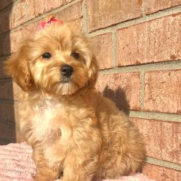 Ginger - Apricot female Poodle puppy in Hephzibah ( Richmond County ), Georgia from Healing Pawz LLC