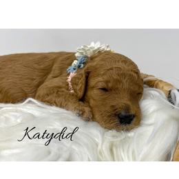 Goldendoodle and Labradoodle Puppies from Must Love Doodles