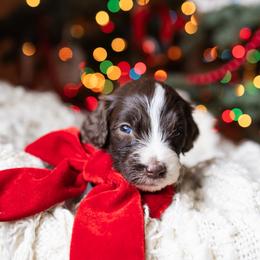 Aussiedoodle and Australian Mountain Doodle Puppies from Farmstead Doodles