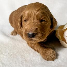Scarlett - Red  female Goldendoodle puppy in Osage City, Kansas from Golden Ridge Goldens