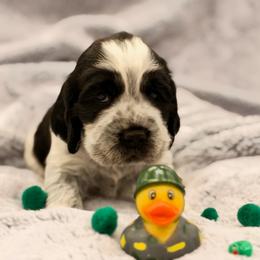 Green boy - White and black male English Springer Spaniel puppy in Cleburne, Texas from Powers English Springer Spaniels