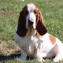 Dorito - Basset Hound