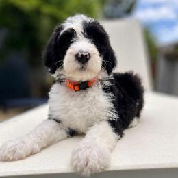 Erin - Black and white female Sheepadoodle puppy in Rocky Point, North Carolina from CelticDoods
