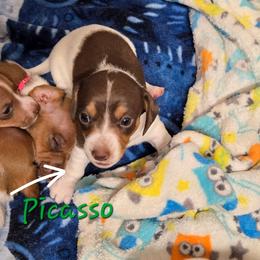 Picasso - Piebald male Dachshund puppy in New Caney, Texas from BouncinMiniWeenies