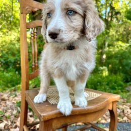 Goose (orange) - Aussiedoodle puppy from Doodle Duo