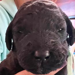 Cole - Black male Labradoodle puppy in Kimball Township, Michigan from Kelly’s Doodles