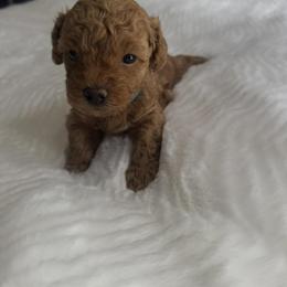Mango - Red male Maltipoo puppy in San Diego, California from Maltipoos SD