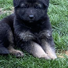German Shepherd Puppies from Robinsons AKC German Shepherds