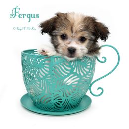 Fergus - Brown male Mi-Ki puppy in Elizabeth, Colorado from Royal T Mi-Kis