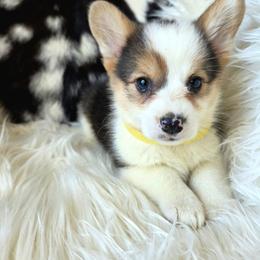 Yellow Female - Black and tan female Pembroke Welsh Corgi puppy in Wayne City, Illinois from Lash Livestock & Corgis
