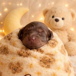 Copper - Chocolate and tan male Dachshund puppy in Los Angeles, California from One Love Doxies