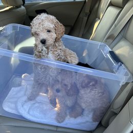 Poodle and Yorkshire Terrier Puppies from Keystone Poodles