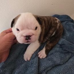 Yellow boy - Red brindle and white male Bulldog puppy in Laurel, Montana from Bull Mountain Bulldogs