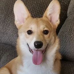 Calypso - Pembroke Welsh Corgi