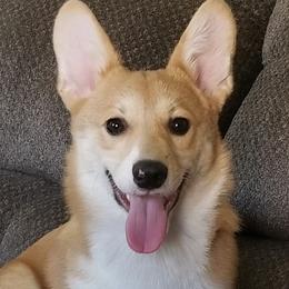 Calypso - Pembroke Welsh Corgi