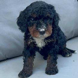 Boy 2 - Tri-color male Bernedoodle puppy in Los Angeles, California from Bernied00dle Love
