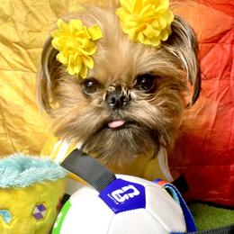 Bea - Brussels Griffon