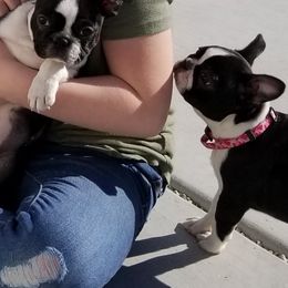 Boston Terrier Puppies from Alice Charette's Boston Terriers