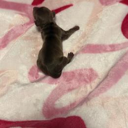 Ice - Chocolate and tan male Dachshund puppy in Denison, Texas from Digging Dachshunds