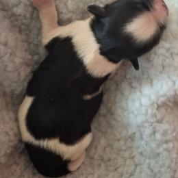 Sparky - Black and white male Shih Tzu puppy in Cañon City, Colorado from Terri Geiser-Gilchrist