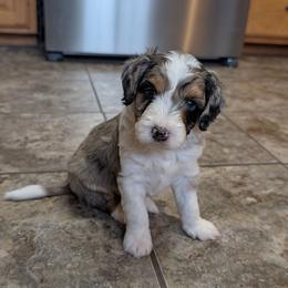 Butterball - Blue merle male Aussiedoodle puppy in Lake Bronson, Minnesota from Jupiter Doodles