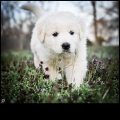 Border Collie and Maremma Sheepdog Puppies from 2J 2K Border Collies & Maremma Sheepdogs