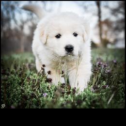 Border Collie and Maremma Sheepdog Puppies from 2J 2K Border Collies & Maremma Sheepdogs
