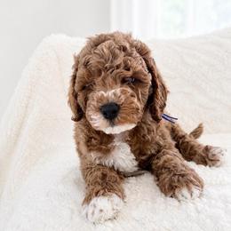 Asher - Red male Cavapoo puppy in Ephrata, Washington from Mustard Seed Doodle Co.