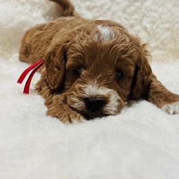 Mr. Gregory Bridgerton - Brown white and tan male Cockapoo puppy in Piedmont, Oklahoma from Perdue Puppies