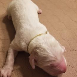 Lime Green Collar Boy - White male Great Pyrenees puppy in Bon Aqua, Tennessee from Joel's Farm LLC