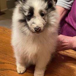 Shetland Sheepdog Puppies from BranGay Shetland Sheepdogs Since 1971