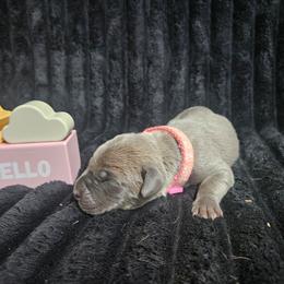 Pink collar - Gray and fawn female Cane Corso puppy in Fritch, Texas from Carrie Brown's Cane Corsos